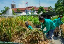 Proses pemanenan tanaman padi yang dibudidayakan melalui media fiber dihalaman pemkot Surabaya