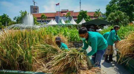 Gunakan Media Bak Fiber Pemkot Surabaya Panen Padi di Halaman Balai Kota