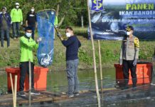 Wali Kota Surabaya Eri Cahyadi saat memanen ikan bandeng dengan menggunakan sistem Silvofischery
