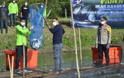 Gunakan Sistem Silvofischery, Pemkot Surabaya Panen 1,25 Ton Ikan Bandeng dan Udang Vaname
