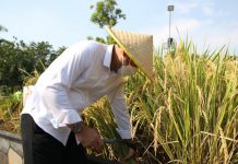 Waali kota Surabaya Eri Cahyadi saat memanen padi yang ditanam dengan menggunakan media bak fiber sebagi solusi mengatasi lahan yang sempit