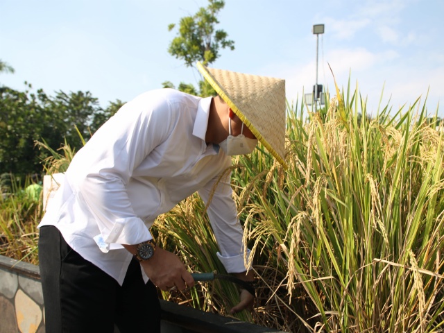 Waali kota Surabaya Eri Cahyadi saat memanen padi yang ditanam dengan menggunakan media bak fiber sebagi solusi mengatasi lahan yang sempit