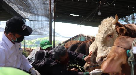 Tim DKPP Keliling Lakukan Pemeriksaan Hewan Kurban