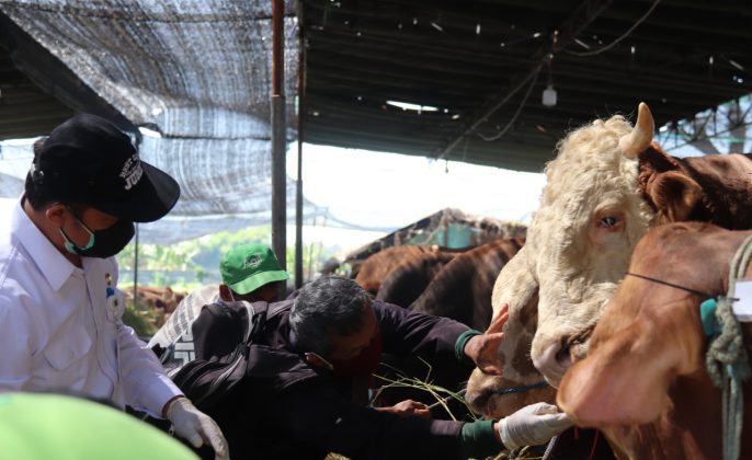Pemeriksaan hewan Kurban dilapak para pedagangyang dilakukan oleh DKPP Kota Surabaya pada Minggu Siang