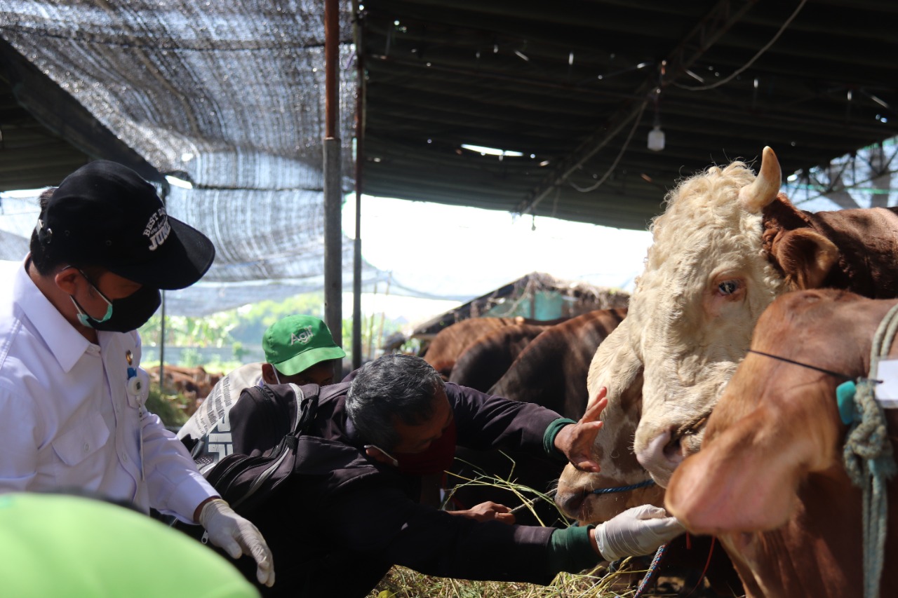 Pemeriksaan hewan Kurban dilapak para pedagangyang dilakukan oleh DKPP Kota Surabaya pada Minggu Siang