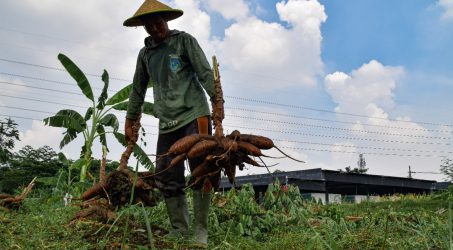 DKPP Surabaya Panen 1,4 Ton Ketela Pohon dari Hasil Budidaya Lahan Kosong