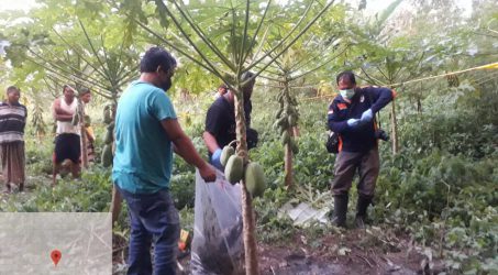 Identitas Kerangka Manusia di Kebun Pepaya Terkuak, Upaya Cepat Polres Tegal Membuahkan Hasil