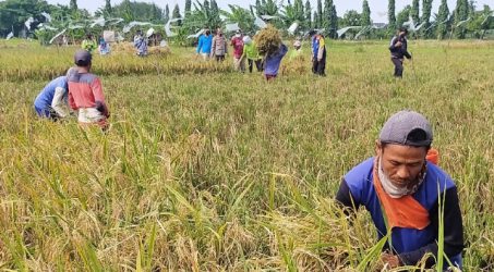 Para petani kedurus saat memanen padi beras merah