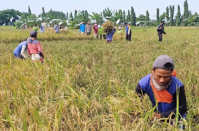 Beras Merah Program Gagasan Wali Kota Eri Berhasil Dikembangkan dan Dipanen Petani Kedurus