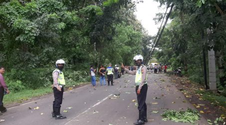 Pohon Tumbang Sebabkan Kemacetan, Polisi Alihkan Arus Lalin Melalui Jalur Alternatif