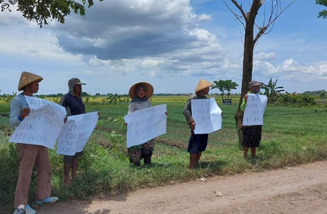 Petani Di Brebes Keluhkan Susahnya dapat Pupuk Subsidi