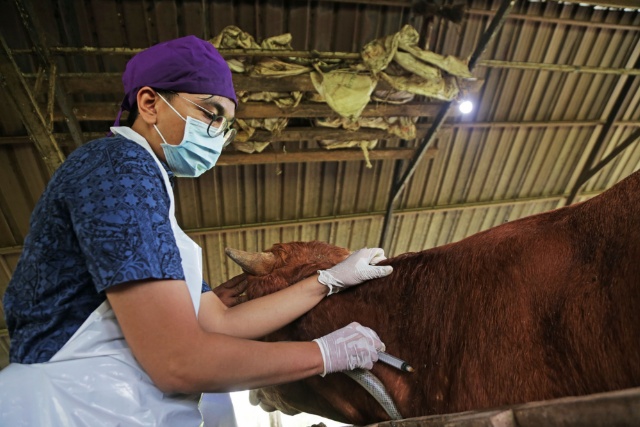 Dokter hewan Pemkot Surabaya saat memeriksa ternak disurabaya