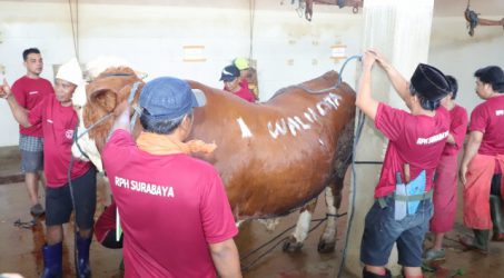 Pemkot Surabaya Salurkan 59 Hewan Qurban ke Masjid-masjid yang Kekurangan Hewan Qurban