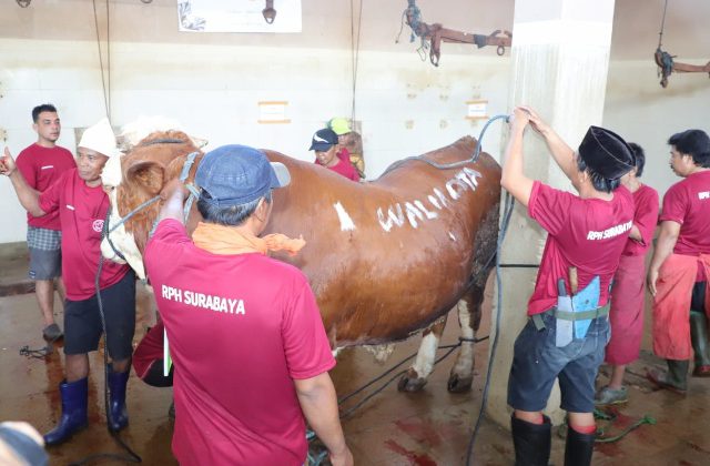 Pemkot Surabaya Salurkan 59 Hewan Qurban ke Masjid-masjid yang Kekurangan Hewan Qurban