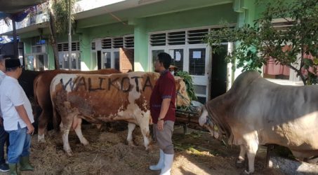Dirut RPH berbaju putih bersama dokter hewan RPH saat menunjukkankan 4 ekor sapi kelas premium kurban wali kota eri cahyadi