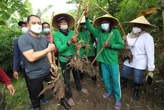Wali Kota Surabaya bersama para petani saat panen ketela di BTKD Tambak Wedi Surabaya beberapa waktu lalu