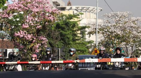Wawali kota Armuji ajak warga nikmati momen Tabebuya bermekaran