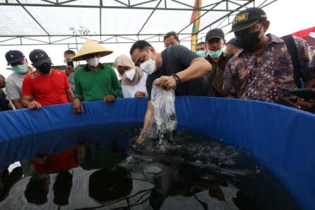Wali Kota Eri Cahyadi saat menebagr bibit ikan