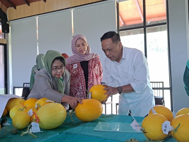 Anas Karno saat meninjau proses penjurian lomba golden melon di kebun raya mangrove surabaya beberapa waktu lalu
