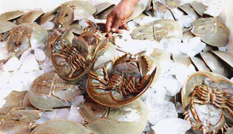 Mimi/Belangkas, Lebih dari Sekedar Hewan Berdarah Biru untuk Medis