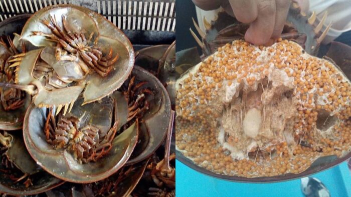 Mimi/Belangkas, Inspirator Kesetiaan dan Kegigihan dari Laut Dalam