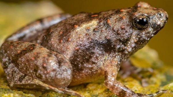 5 Hal Unik tentang Parasit Genus Trematoda, Pembuat Cacat Katak yang Menakjubkan