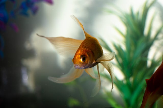 5 Jenis Ikan Hias Populer untuk Dipelihara di Rumah