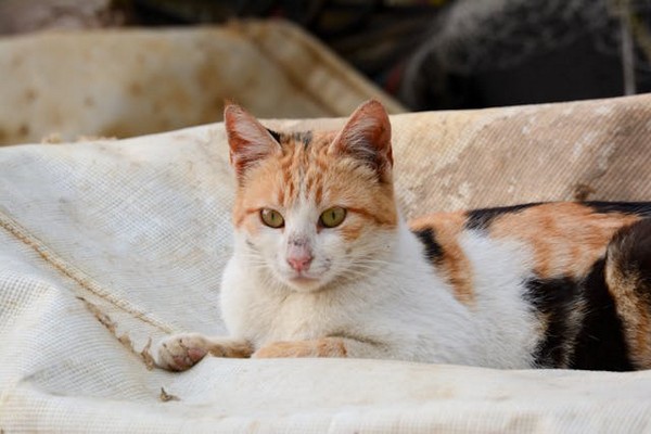 5 Parasit pada Hewan Peliharaan yang Perlu Diwaspadai