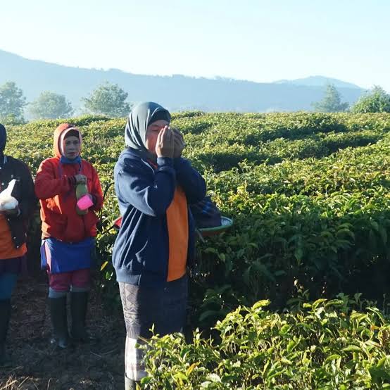 Bediding, Peluang Emas bagi Petani untuk Membudidayakan Tanaman Bernilai Tinggi