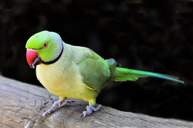 4 Manfaat Madu untuk Burung Nuri, Manisan Alami untuk Bulu Berkilau