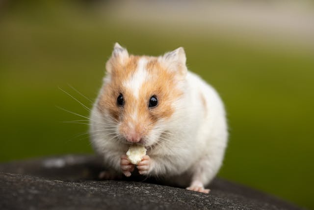5 Cara Merawat Hamster Agar Tumbuh Sehat dan Bahagia di Rumah
