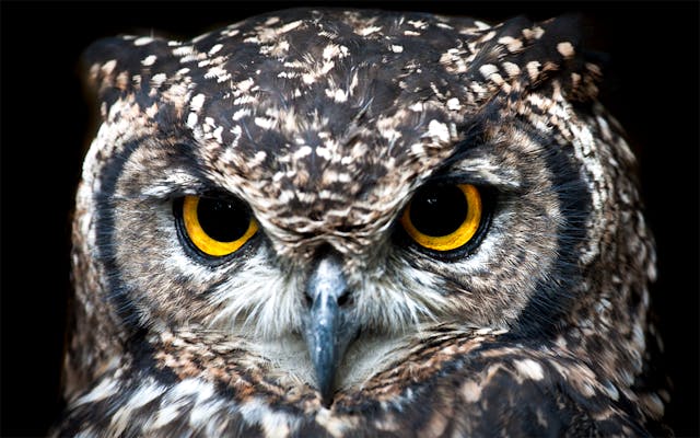 Mengapa Burung Hantu Sering Dianggap Mistis?