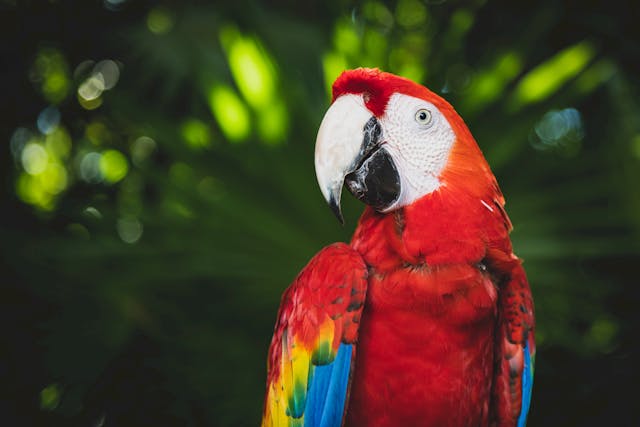 5 Fakta Unik Burung Macaw yang Menarik Ditelusuri