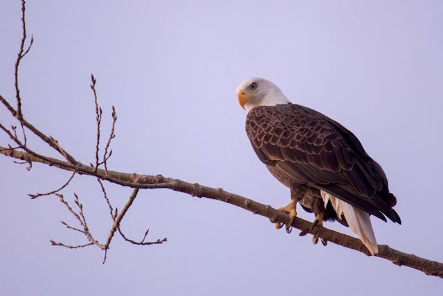5 Spesies Burung yang Menghadapi Ancaman Kepunahan