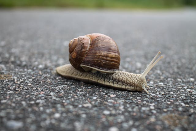 6 Hewan Mollusca yang Sering Kita Temui