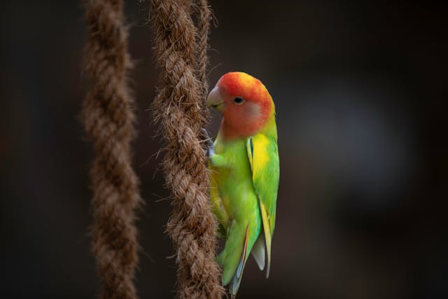 Tips Memilih Burung Lovebird Jantan untuk Lomba