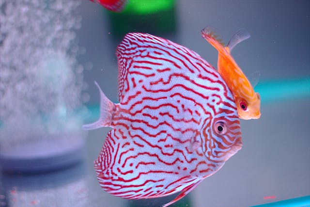 5 Cara Mudah Merawat Ikan Hias Agar Tetap Sehat dan Ceria