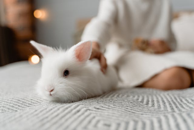 5 Fakta Unik Kelinci Anggora, Si Bulu Halus dari Masa Lalu
