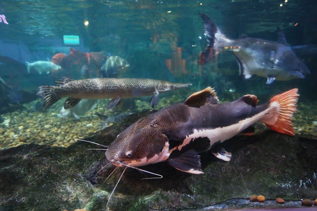 5 Rekomendasi Ikan Lele Hias yang Populer dan Menawan