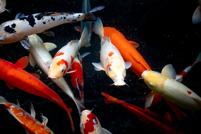 6 Ikan Hias Termahal di Dunia, Koleksi Eksklusif untuk Pecinta Akuarium