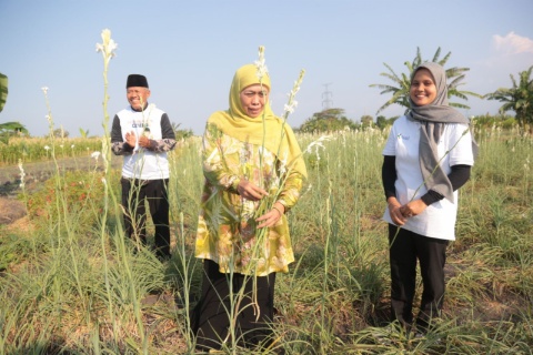 Panen Bunga Sedap Malam  di Pasuruan, Khofifah : Petani Milenial Jatim Tertinggi di Indonesia