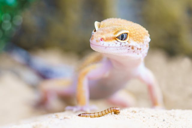 Fakta Menarik Tentang Tokek yang Jarang kita Diketahui