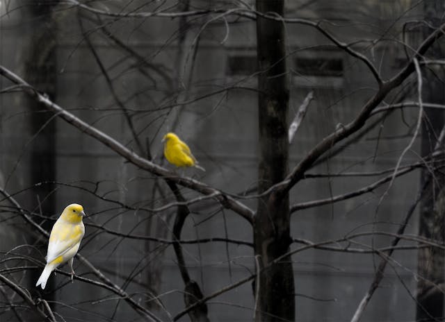 4 Jenis Burung Kenari Termahal dan Paling Diminati