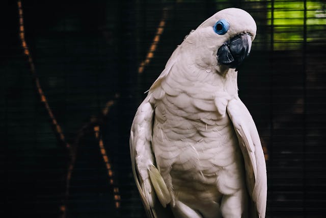 5 Cara Merawat Burung Kakatua Bagi Pemula