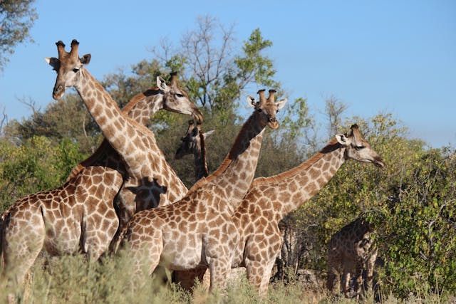 5 Fauna Afrika yang Dilindungi dan Keunikannya