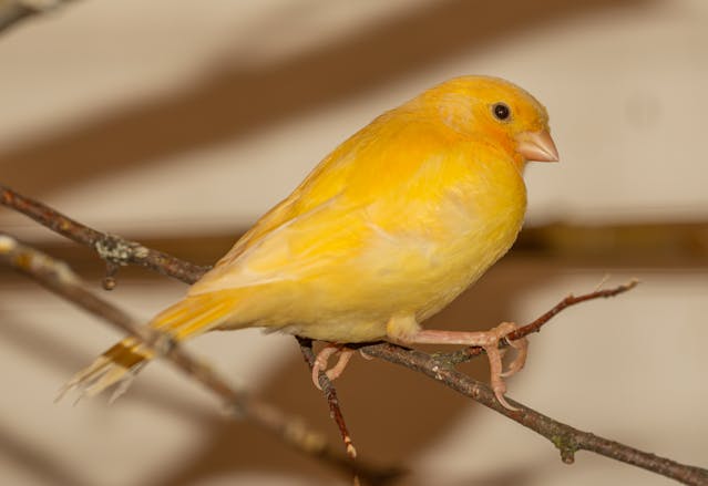 5 Jenis Burung yang Sebaiknya Dijauhkan dari Kenari