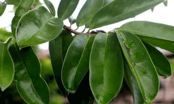 6 Daun Penurun Kolesterol yang Ampuh, Apa Saja?