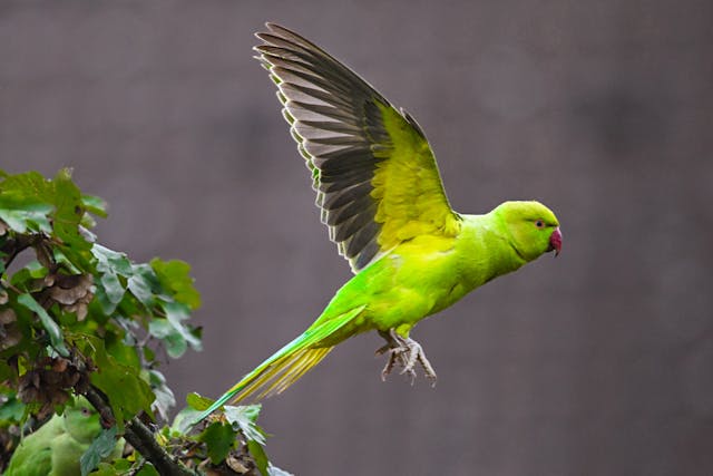 7 Rekomendasi Sayuran Sehat untuk Burung Beo Kesayangan Anda