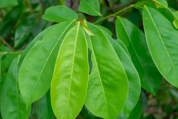 8 Manfaat Daun Sirsak bagi Kesehatan Tubuh