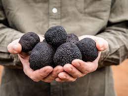 Budidaya Truffle, Upaya Melestarikan dan Memenuhi Permintaan Global